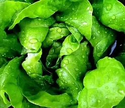 1250+ Bloomsdale Spinach Seeds | 1/2 OZ BULK - Microgreen Sprouting or Garden