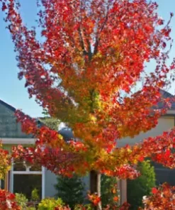 15 American Sweet Gum Tree Seeds (Liquidambar styraciflua)