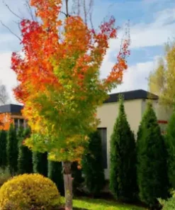 15 American Sweet Gum Tree Seeds (Liquidambar styraciflua)