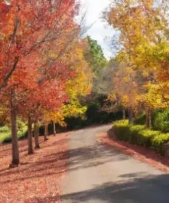 15 American Sweet Gum Tree Seeds (Liquidambar styraciflua)