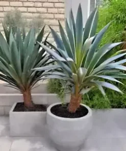 15 Blue Dracaena Seeds (Cordyline indivisa) | 'Lil' Palm, Evergreen w/ Blue Hue
