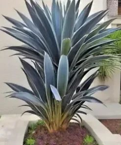 15 Blue Dracaena Seeds (Cordyline indivisa) | 'Lil' Palm, Evergreen w/ Blue Hue