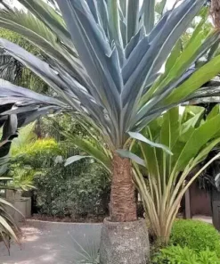 15 Blue Dracaena Seeds (Cordyline indivisa) | 'Lil' Palm, Evergreen w/ Blue Hue