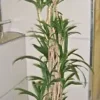 15 Easy Indoor Houseplant Seeds, Palm Lily, Potted Plant (Cordyline stricta)