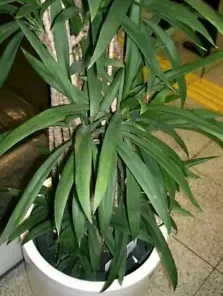 15 Easy Indoor Houseplant Seeds, Palm Lily, Potted Plant (Cordyline stricta)