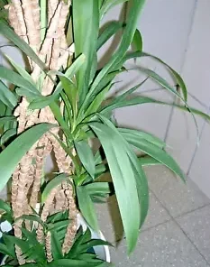 15 Easy Indoor Houseplant Seeds, Palm Lily, Potted Plant (Cordyline stricta)