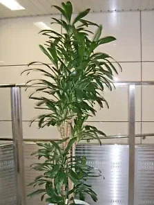 15 Easy Indoor Houseplant Seeds, Palm Lily, Potted Plant (Cordyline stricta)