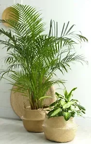 15 INDOOR PALM TREE SEEDS | Chamaedorea Parlour Parlor Palm, Pot Tropical Plant