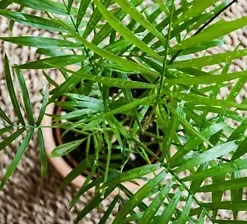 15 INDOOR PALM TREE SEEDS | Chamaedorea Parlour Parlor Palm, Pot Tropical Plant