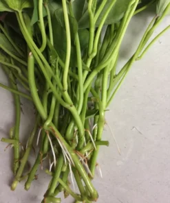 15 Okinawa Purple Sweet Potato Slips - Organic - High Yield