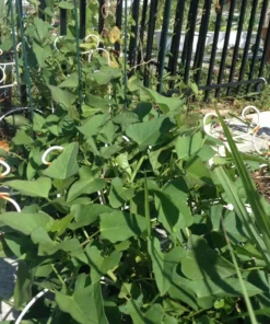 15 Okinawa Purple Sweet Potato Slips - Organic - High Yield