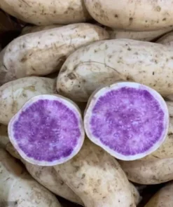 15 Okinawa Purple Sweet Potato Slips - Organic - High Yield