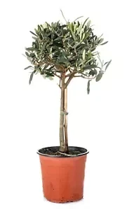 15 Olive Seeds for Planting Tree | Purple Olive, Edible (Olea Africana) Fruit