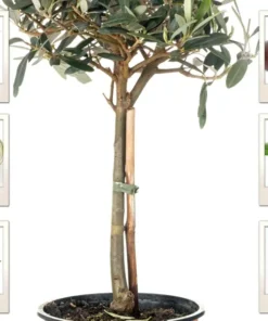 15 Olive Seeds for Planting Tree | Purple Olive, Edible (Olea Africana) Fruit