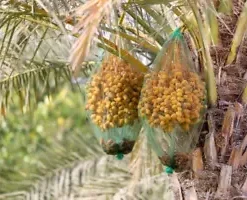 15 Pygmy Date Palm Seeds (Dwarf P. Roebelenii) Indoor Houseplant,