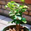 15 Radermachera sinica Tree Seeds CHINA DOLL - Exotic Indoor Potted Bonsai Plant
