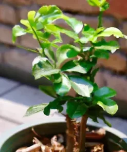 15 Radermachera sinica Tree Seeds CHINA DOLL - Exotic Indoor Potted Bonsai Plant