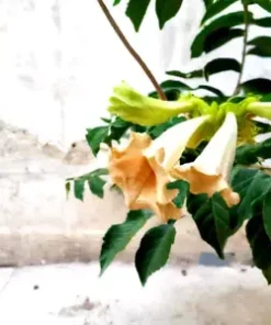 15 Radermachera sinica Tree Seeds CHINA DOLL - Exotic Indoor Potted Bonsai Plant