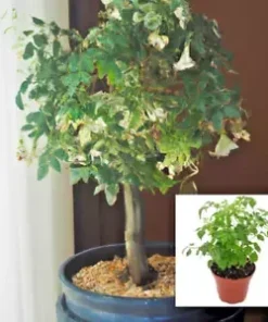 15 Radermachera sinica Tree Seeds CHINA DOLL - Exotic Indoor Potted Bonsai Plant
