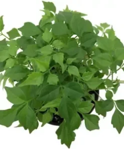 15 Radermachera sinica Tree Seeds CHINA DOLL - Exotic Indoor Potted Bonsai Plant