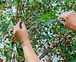 15 St Lucie Cherry Tree Seeds (Prunus Mahaleb) GREEK SPICE, MEDICINAL, GRAFTING