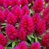 150+ Celosia Seeds Magenta Fire Cockscomb Flowers