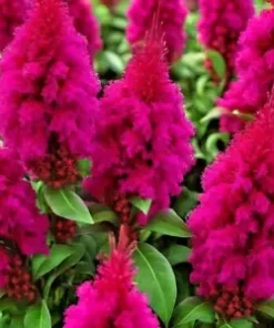 150+ Celosia Seeds Magenta Fire Cockscomb Flowers