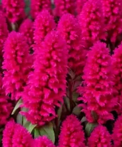 150+ Celosia Seeds Magenta Fire Cockscomb Flowers