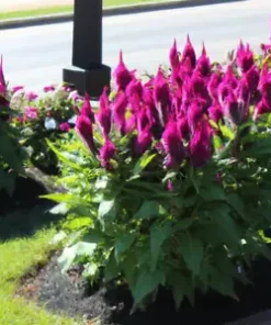150+ Celosia Seeds Magenta Fire Cockscomb Flowers