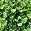 150 Malabar Spinach Seeds - Giant Roundleaf Variety, Edible Vine VEGE