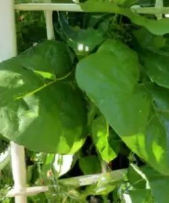 150 Malabar Spinach Seeds - Giant Roundleaf Variety, Edible Vine VEGE