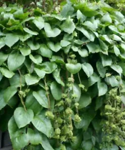 150 Malabar Spinach Seeds - Giant Roundleaf Variety, Edible Vine VEGE