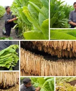 1500 BURLEY TOBACCO SEEDS (Nicotiana Tabacum, TN90 Burley) | Tennessee Nicotiana