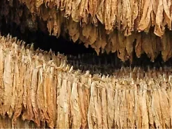 1500 BURLEY TOBACCO SEEDS (Nicotiana Tabacum, TN90 Burley) | Tennessee Nicotiana