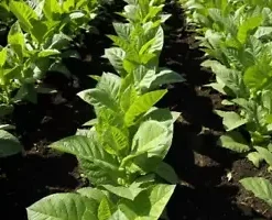 1500 BURLEY TOBACCO SEEDS (Nicotiana Tabacum, TN90 Burley) | Tennessee Nicotiana