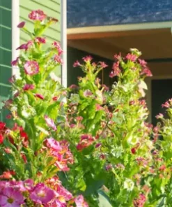 1500+ Jasmine Flowering Tobacco (Nicotiana alata) Flower, SEED MIX, Non-GMO Herb