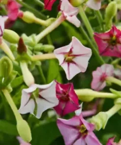 1500+ Jasmine Flowering Tobacco (Nicotiana alata) Flower, SEED MIX, Non-GMO Herb