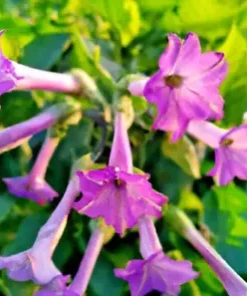 1500+ Jasmine Flowering Tobacco (Nicotiana alata) Flower, SEED MIX, Non-GMO Herb