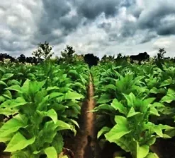 1500 Louisiana Perique Tobacco Seeds (Nicotiana Tabacum) RARE Dark