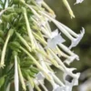 1500+ White Jasmine Flowering Tobacco Seeds (Nicotiana sylvestris) Tropical Herb
