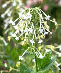 1500+ White Jasmine Flowering Tobacco Seeds (Nicotiana sylvestris) Tropical Herb