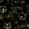 2 Black Petunia Live Plants - Trailing Hanging Flowers