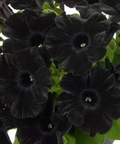 2 Black Petunia Live Plants - Trailing Hanging Flowers