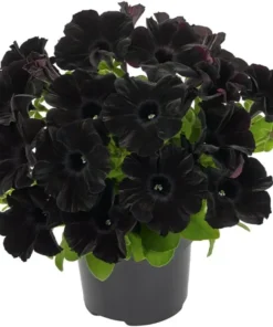 2 Black Petunia Live Plants - Trailing Hanging Flowers