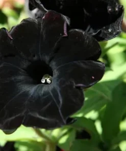 2 Black Petunia Live Plants - Trailing Hanging Flowers