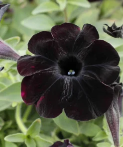 2 Black Petunia Live Plants - Trailing Hanging Flowers