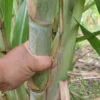 2 Green Sugarcane Cuttings 8-10 Inch Long Sugar Cane Cuttings with 2 Nodes for Gardening and Propagation