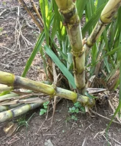2 Green Sugarcane Cuttings 8-10 Inch Long Sugar Cane Cuttings with 2 Nodes for Gardening and Propagation