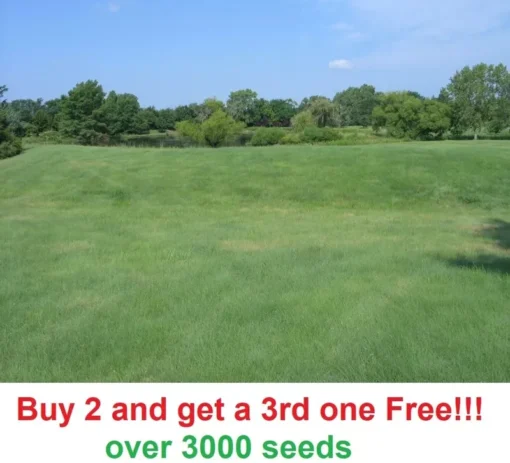 2 Oz Buffalo Grass Seed Native Prairie Sedge Low Maintenance Drought Heat Turf - Grass Seeds For Lawn