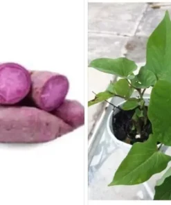 2 Purple Sweet Potato Plants In A Cup - Molokai Sweet Potato Plants